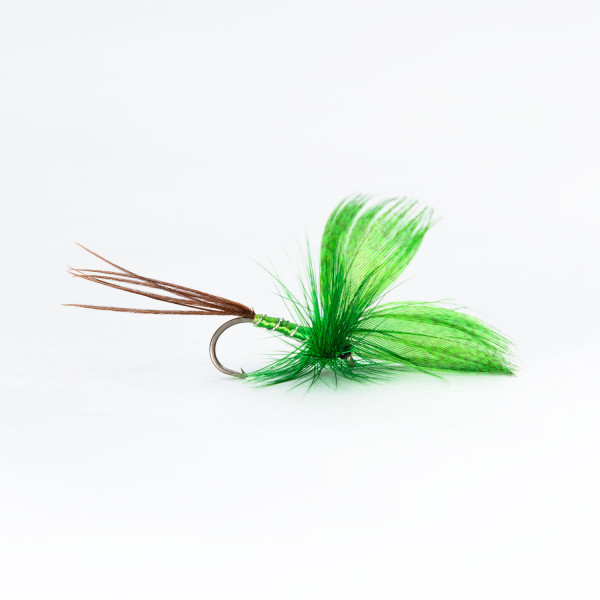 Mayfly Drake