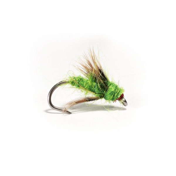 Green Sedge Pupae